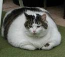 [fat+cat.jpg]