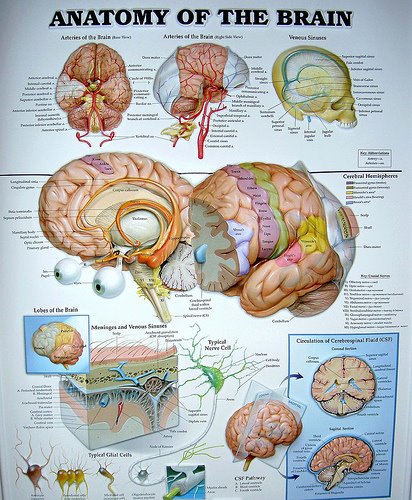 Brain Anatomy Chart by cobalt123
