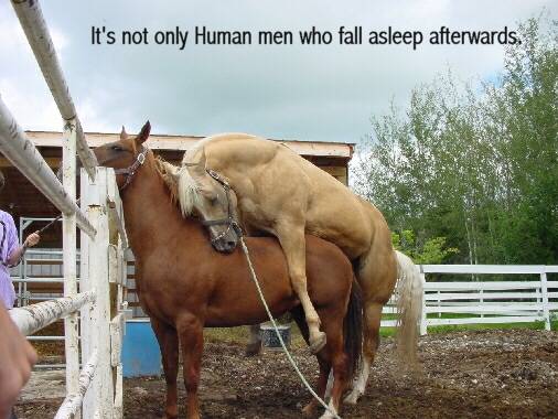 [horse_fell_asleep_after_sex.jpg]