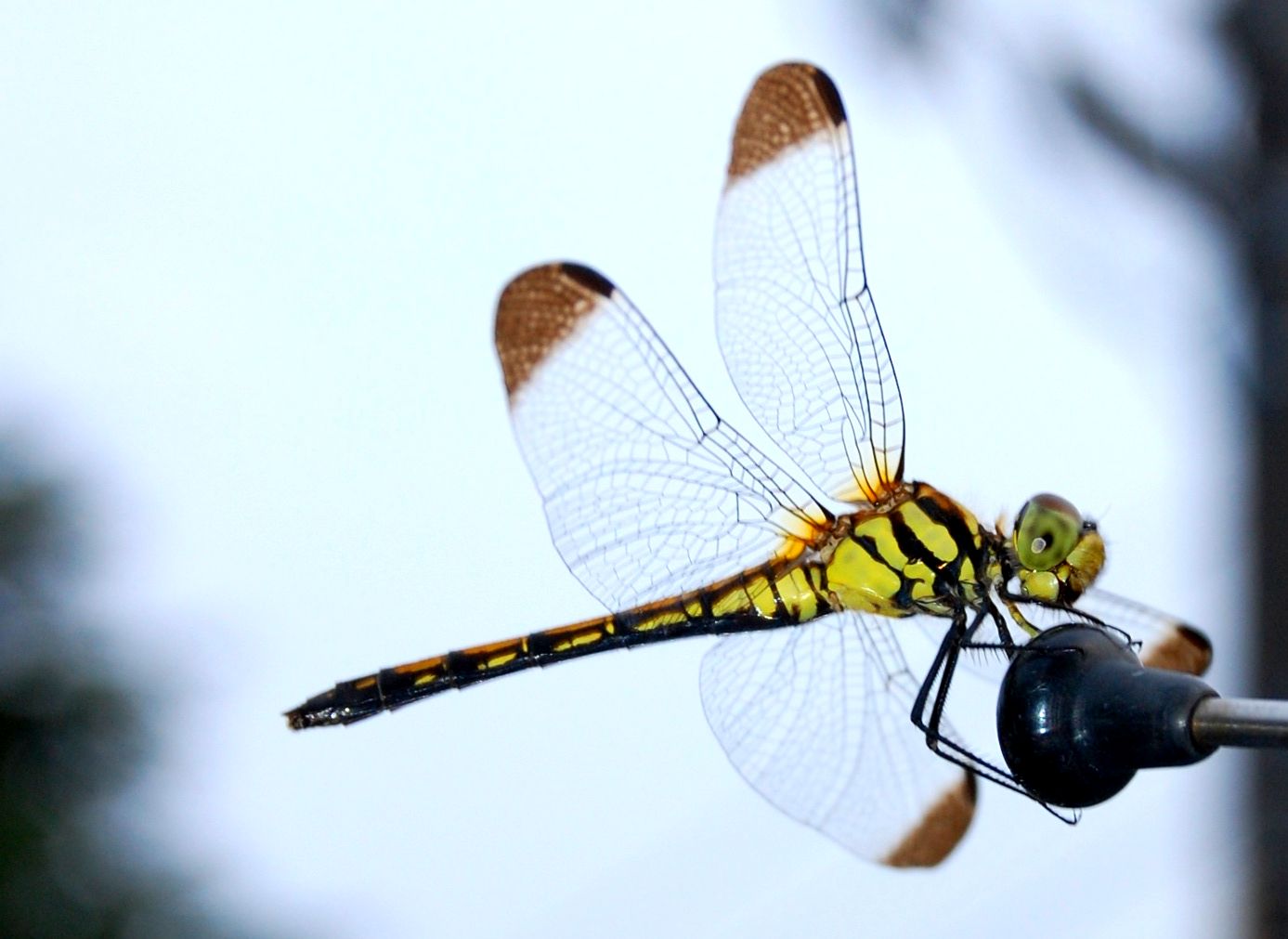 [dragonfly1.edit.jpg]