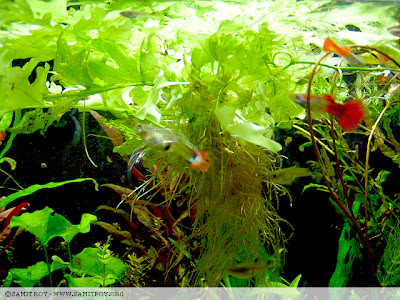 Samit's planted tank and photographs