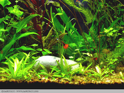 Nature Aquariums and Aquascapes by Samit Roy - Graphic Designer and Digital Artist