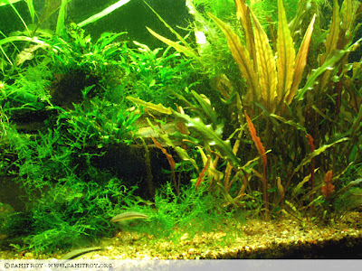 FRESH WATER PLANTED FISH TANK OF SAMIT ROY - A DIGITAL ARTIST AND BRAND SPECIALIST