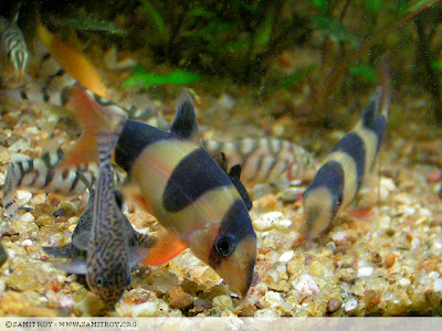 Clown loaches and other loaches