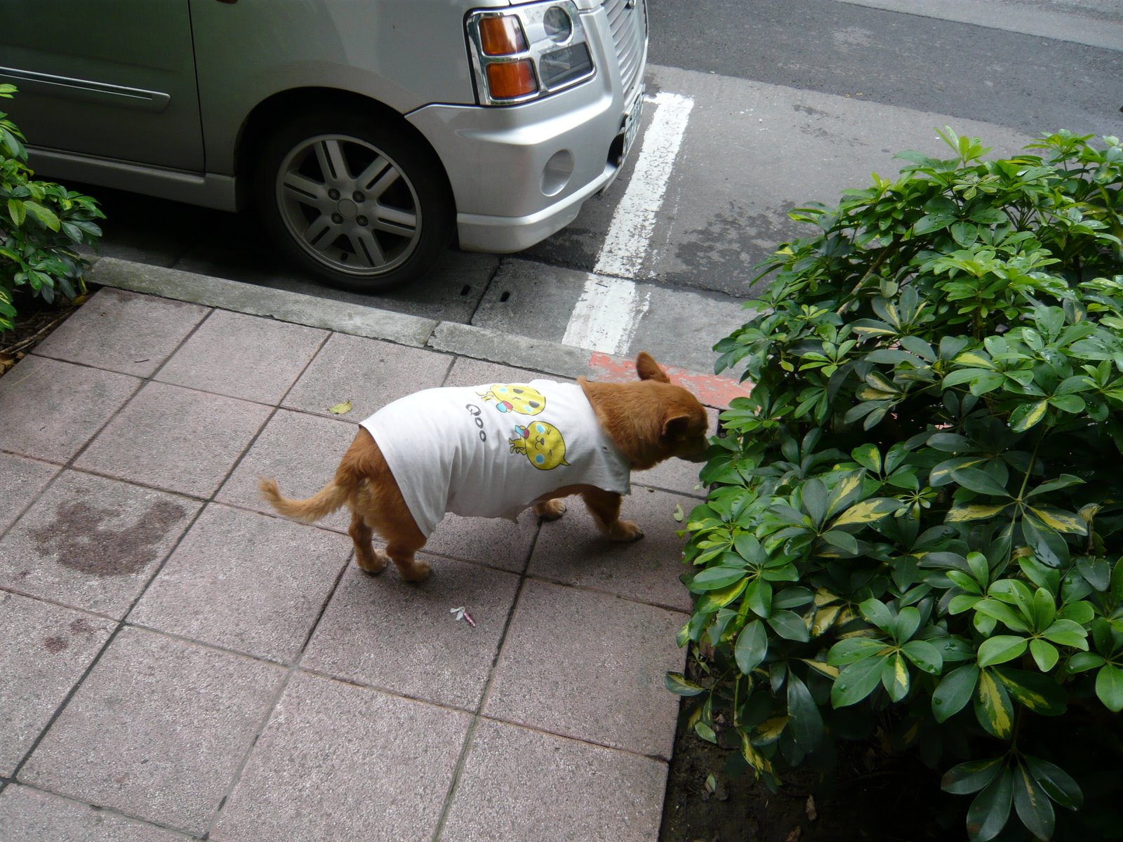 [T-shirt+Dog.JPG]