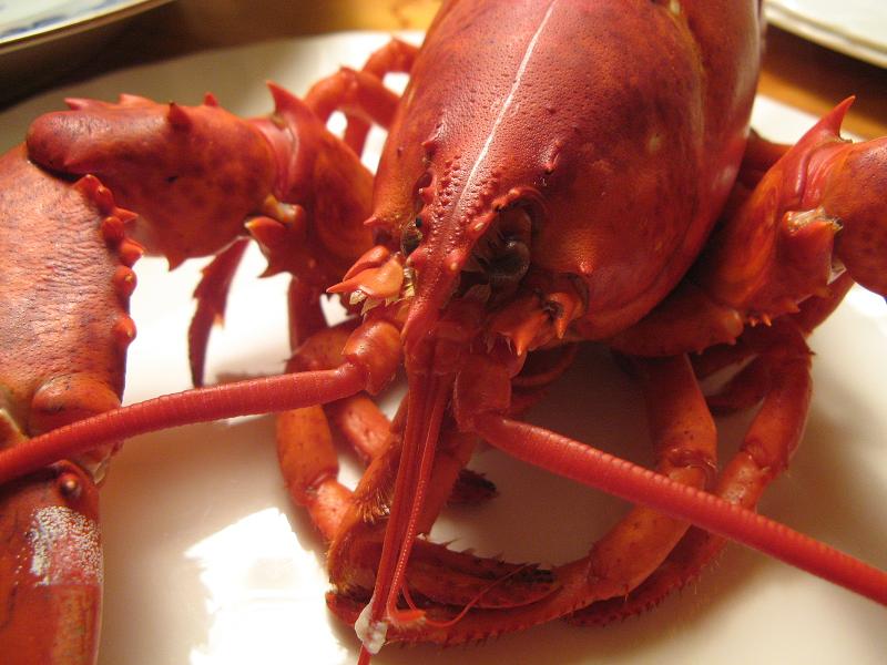 [37_LobsterFace.jpg]