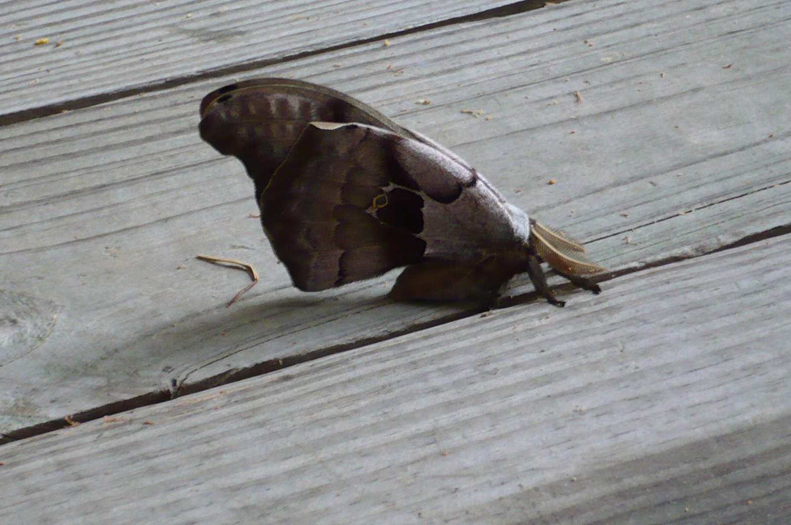 [Moth1.JPG]