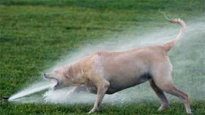 [Dog+and+Sprinkler.jpg]