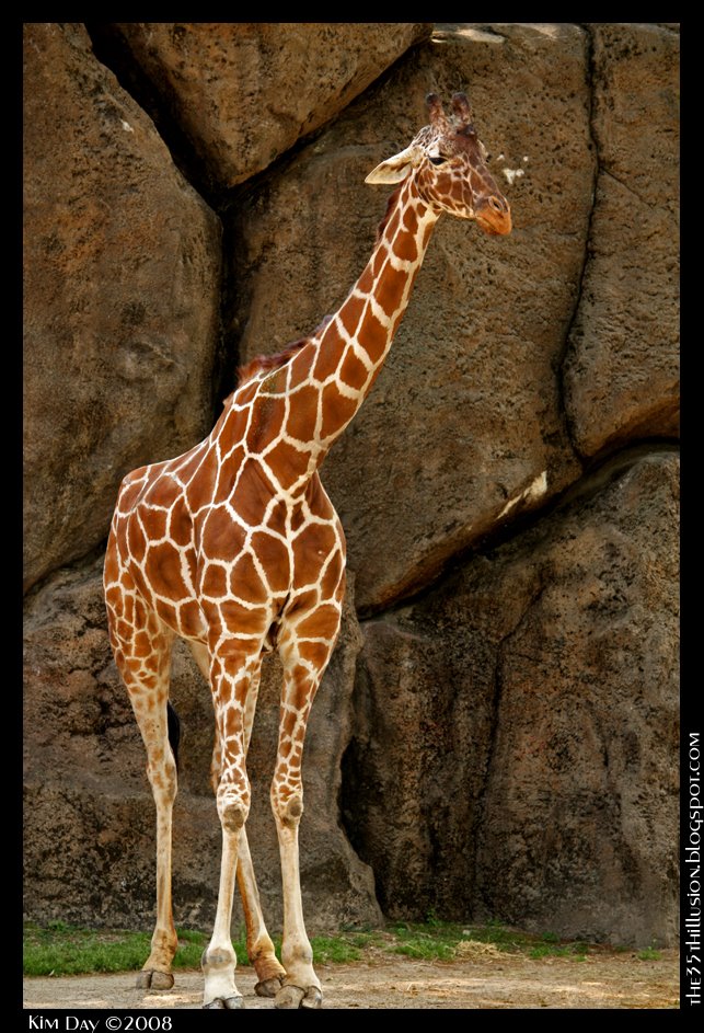 [standing+giraffe+sm++border.jpg]