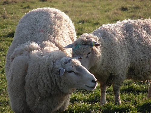 [Irish+sheep3.jpg]