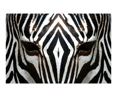 [animal-zebra.jpg]