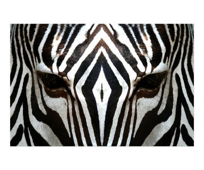 Black & White Zebra Animal Images