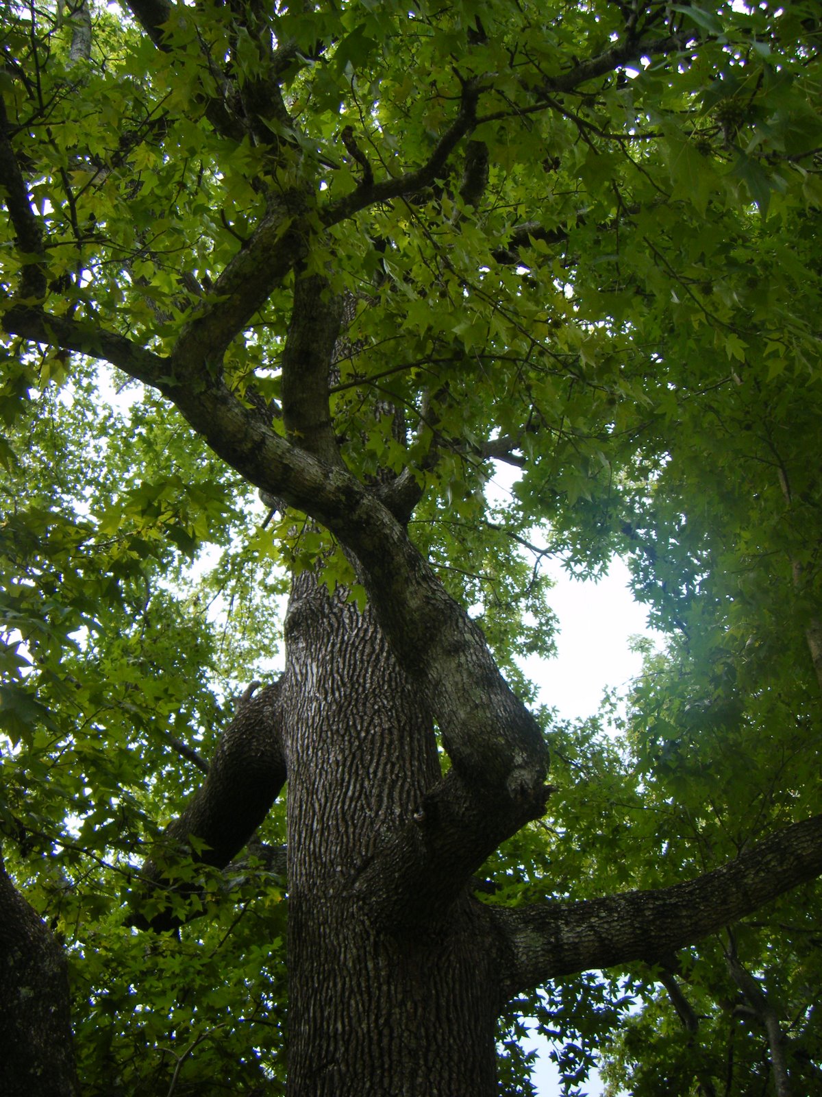 [2008-7-31+TREE+007.JPG]