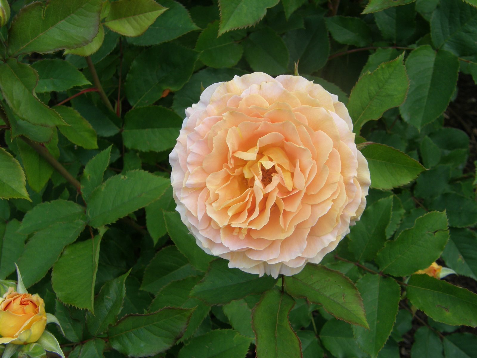 [Portland+Rose+Garden20070602_11.JPG]
