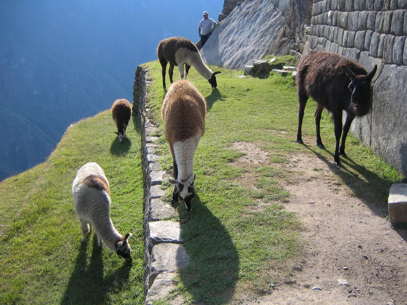 [Llamas_of Machu Pichu (2).jpg]