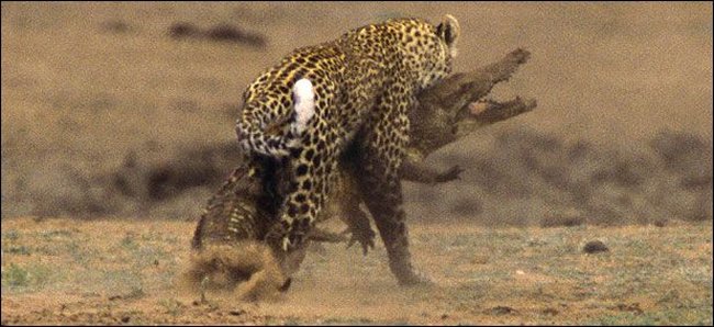 [Leopard_Croc_Fight_04.jpg]