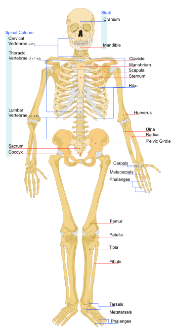 [350px-Human_skeleton_front.svg.png]