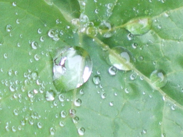 [Dewdrops+002.jpg]
