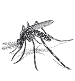 [Mosquito.gif]