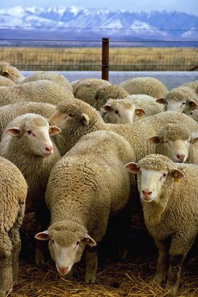 [280px-Flock_of_sheep.jpg]