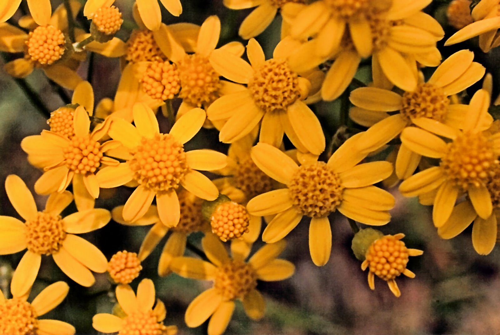 [Yellow+Flowers.jpg]