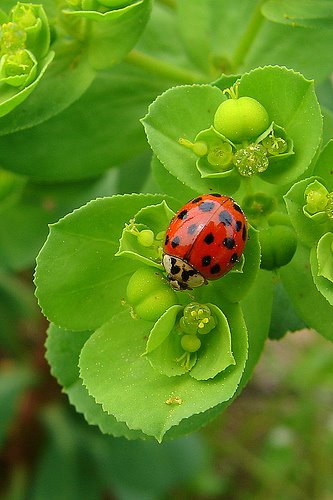 [ladybug5.bmp]