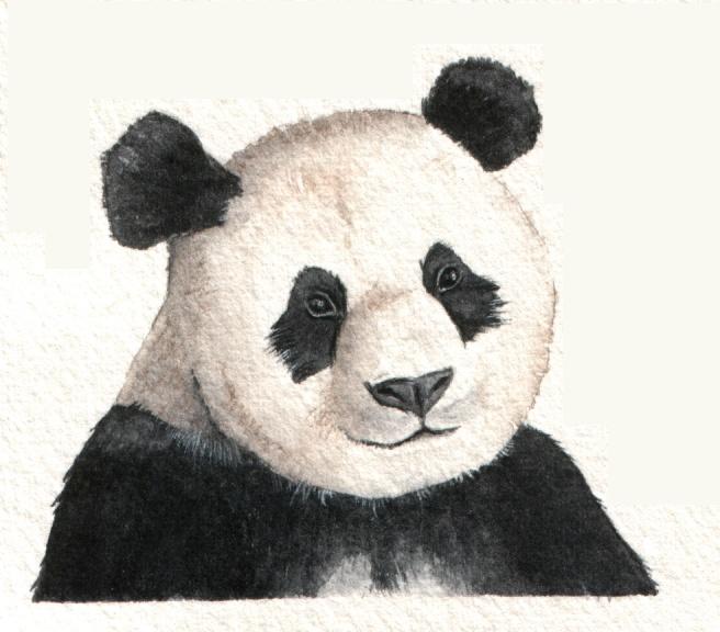[panda2.JPG]