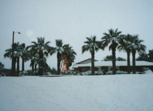 [300px-Palm_Trees_and_Snow.jpg]