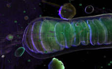 [mitochondrion.jpg]