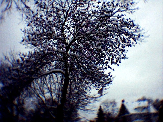 [snowy+tree.jpg]