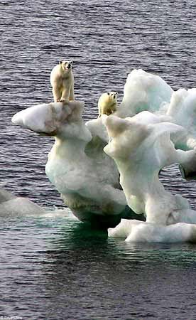 [Polar+Bears+Ice+Shelf.jpg]