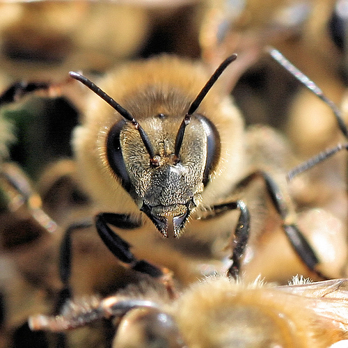 [Honey+Bee.jpg]