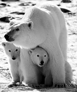 [Polar+Bear+with+cubs.jpg]