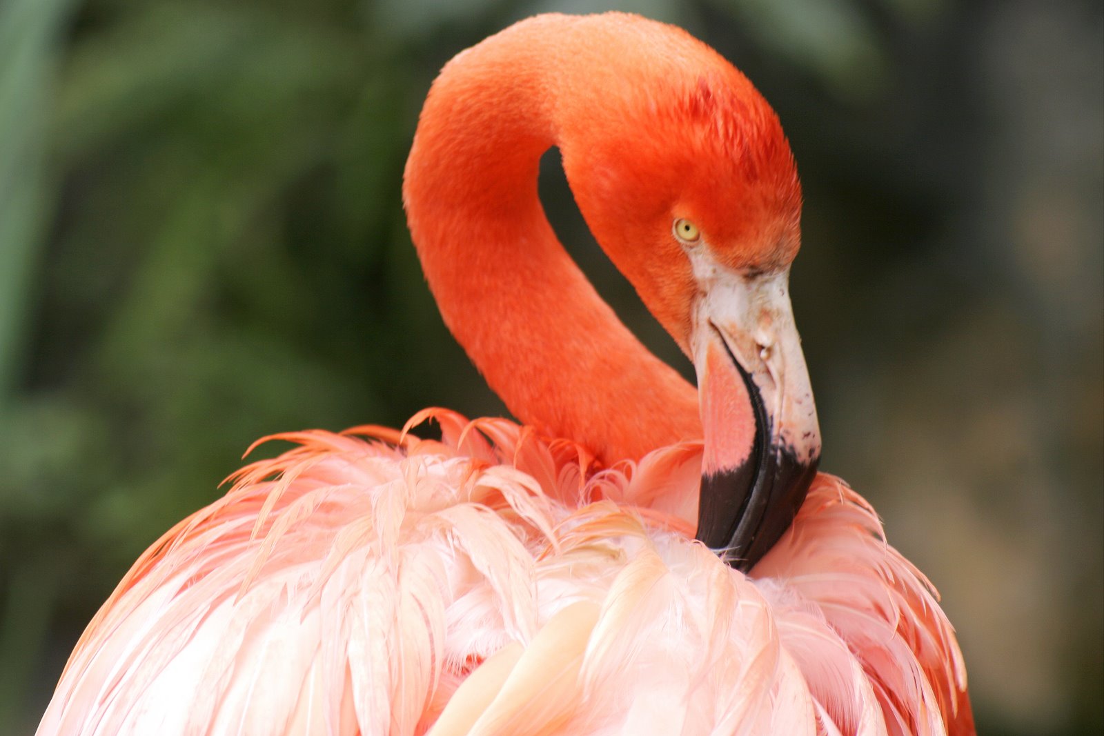 [Flamingo.jpg]