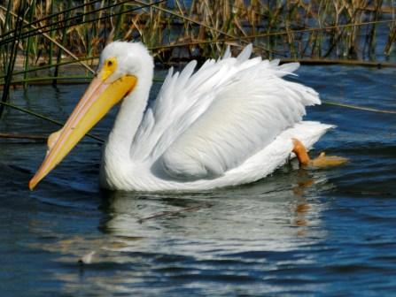 [White+Pelican+at+Lake+Hollingsworth,+Lakeland,+Florida+compressed.jpg]