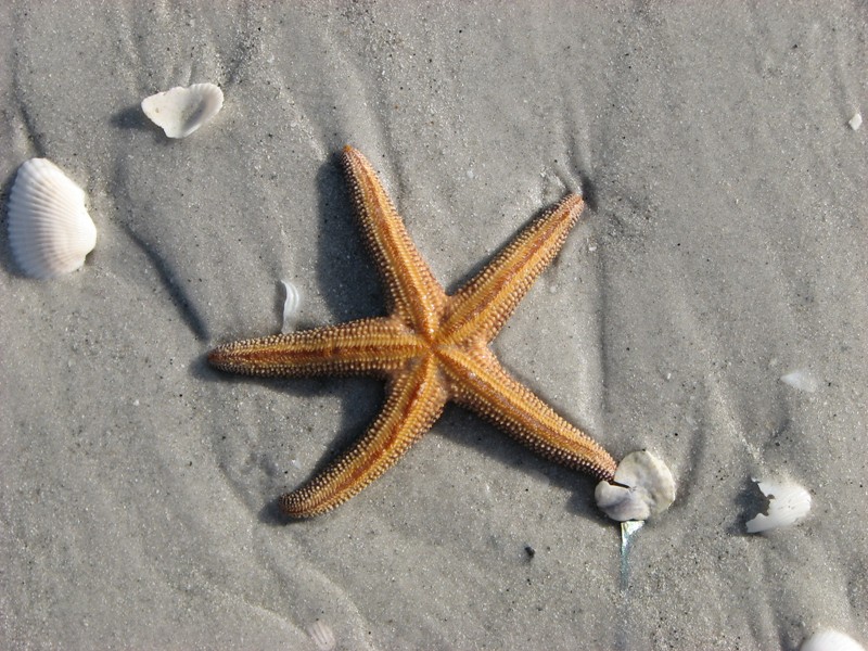 [Starfish.jpg]