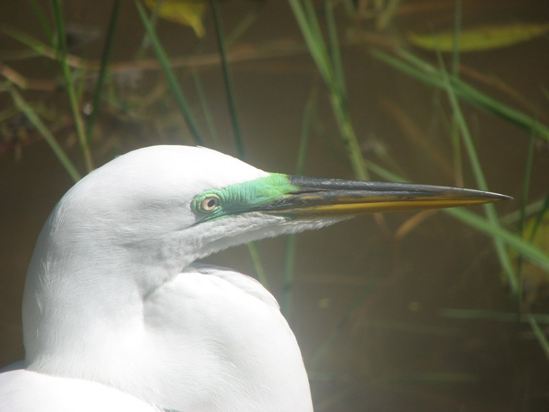 [Egret+Up+close+and+personal.jpg]