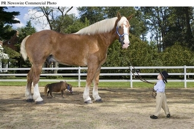 [capt.0c9b383a7fae4092a5f9bc38d24ef124.guinness_world_records_2008_tallest_and_smallest_living_horses_prn8_guiness_world_records_hor_jpg.jpg]