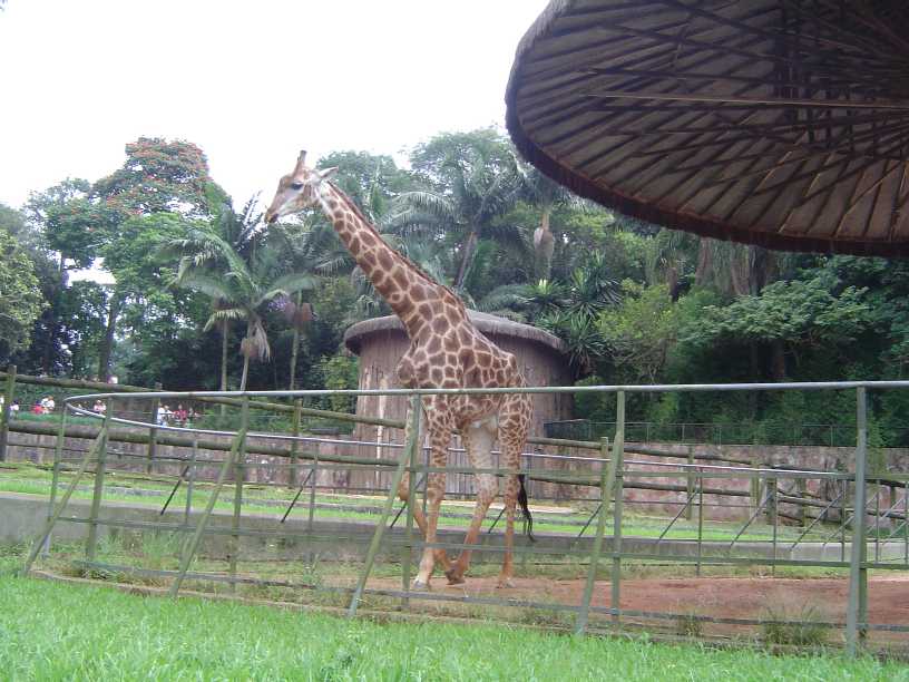 [girafa.JPG]
