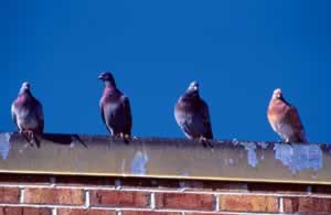 [pigeons_roof.jpg]