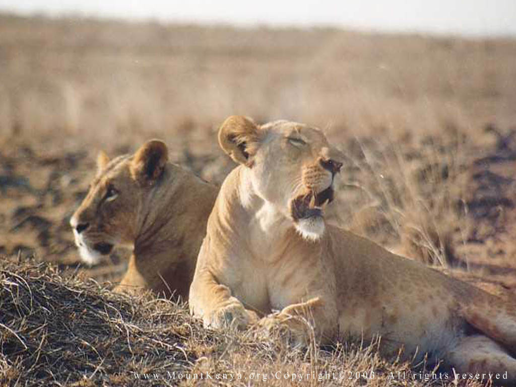 [lionesses+Nairobi+NP.jpg]