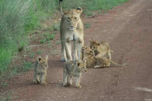 [Born+in+June+of+2006,+these+cubs+are+now+teenagers+almost+2+years+old.jpg]
