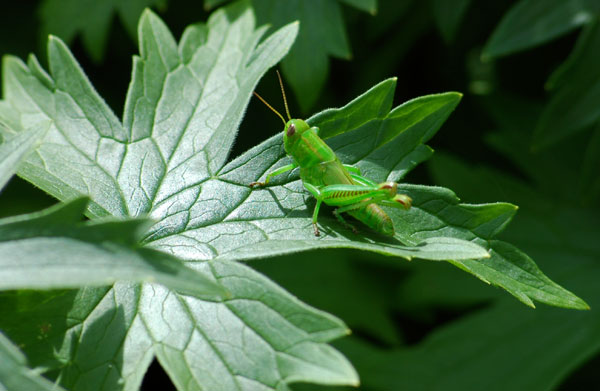 [Grasshopper.jpg]