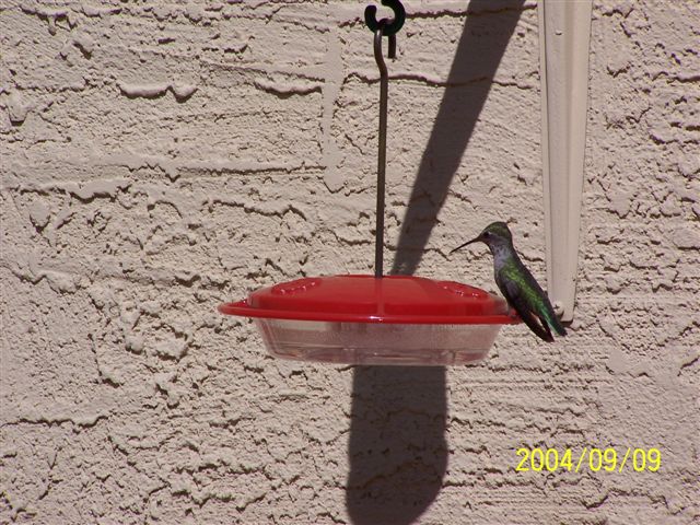 [100_0034+hummingbird+at+feeder.JPG]