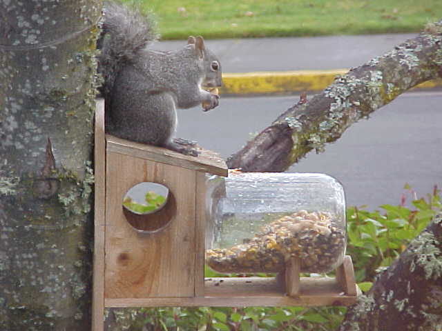 [Squirrel+&+feeder.JPG]
