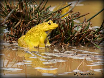 [Male+Yellow+Frog-+Bankoppa+.jpg]