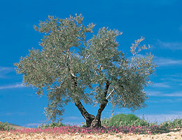 [olivetree.jpg]