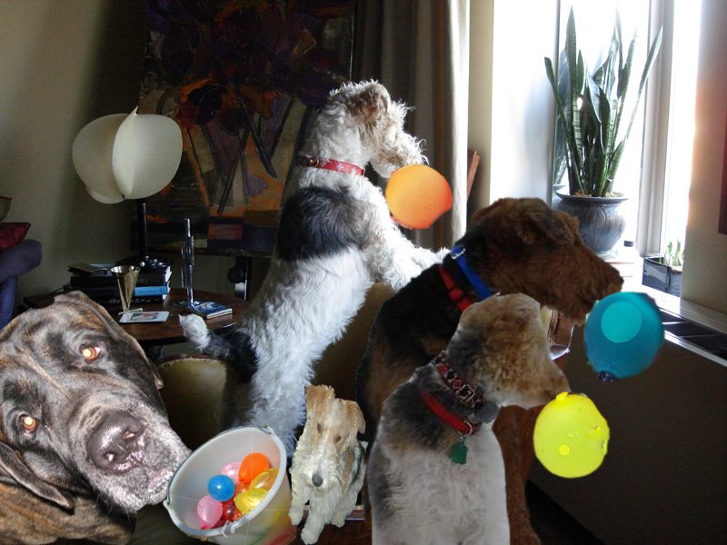 [Balloon_Throwing_Dogs.jpg]