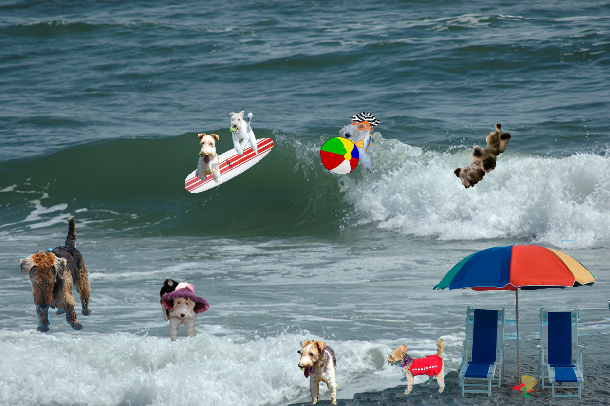 [Terriers+in+the+Ocean+1.jpg]