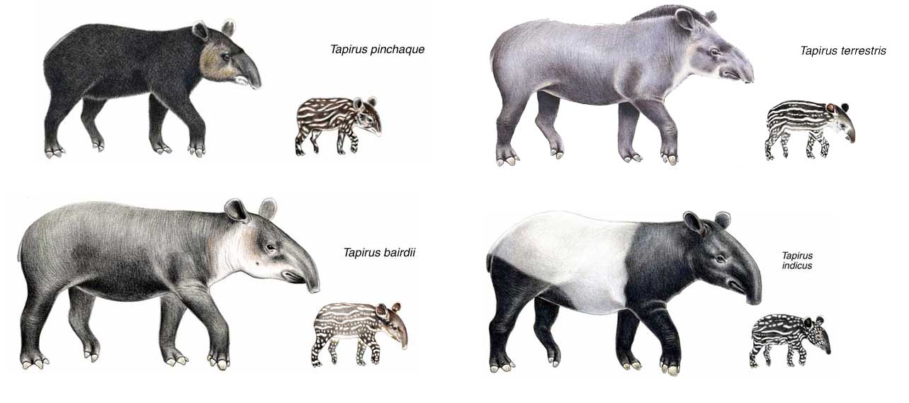 [tapires+copiar.jpg]